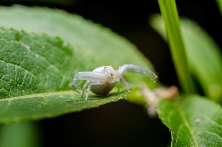 White crab spiderの写真素材
