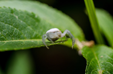 White crab spiderの写真素材