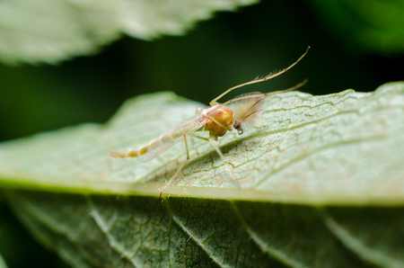 Little mosquitoの写真素材