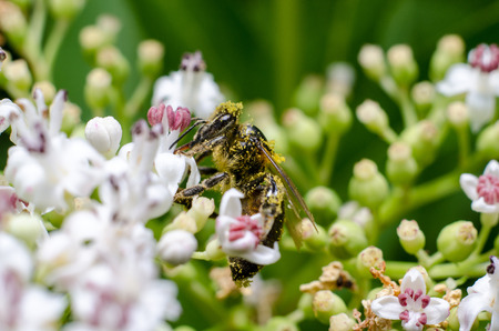 Bee covered with pollenの写真素材