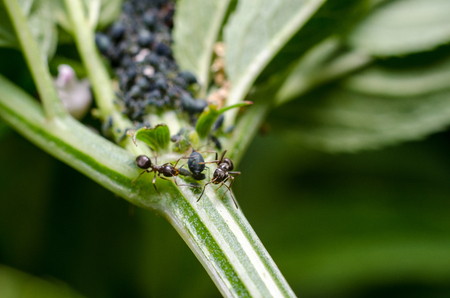 Aphids and antの写真素材