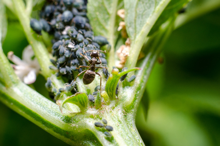 Aphids and antの写真素材