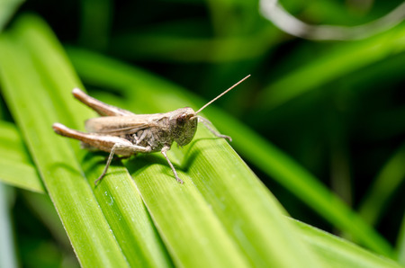 Grasshopper on leafの写真素材