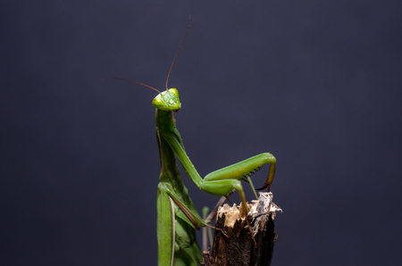 Mantis religiosa.の写真素材
