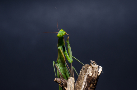 Mantis religiosa.の写真素材