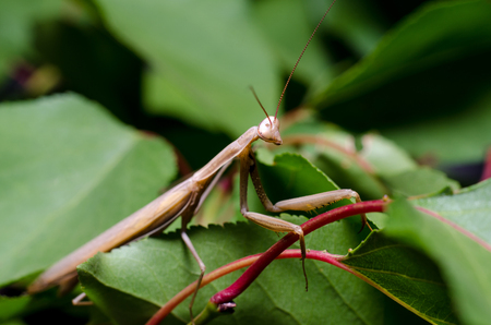 Brown Mantis religiosa.の写真素材