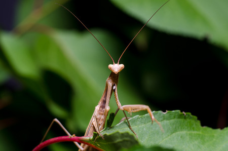 Brown Mantis religiosa.の写真素材