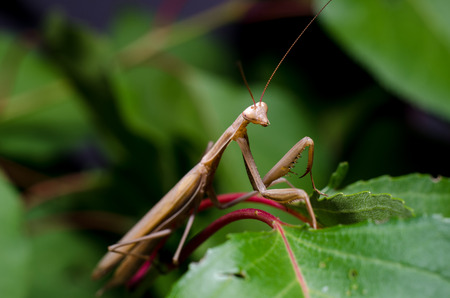 Brown Mantis religiosa.の写真素材