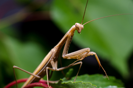Brown Mantis religiosa.の写真素材