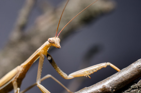 Brown Mantis religiosa.の写真素材