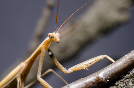 Brown Mantis religiosa.の写真素材