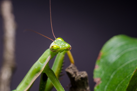 Mantis religiosa eating grasshopperの写真素材