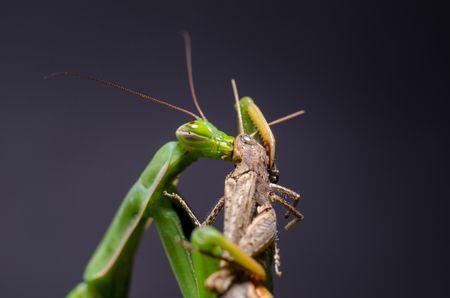 Mantis religiosa eating grasshopperの写真素材