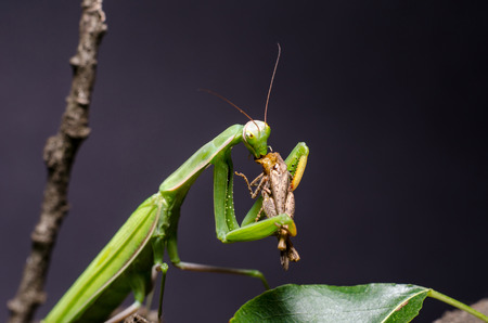 Mantis religiosa eating grasshopperの写真素材