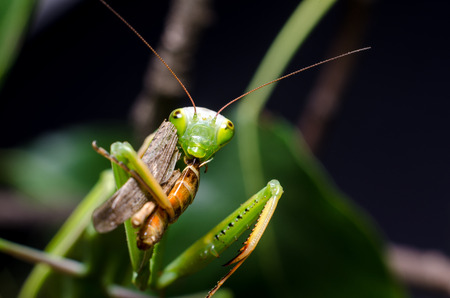 Mantis religiosa eating grasshopperの写真素材