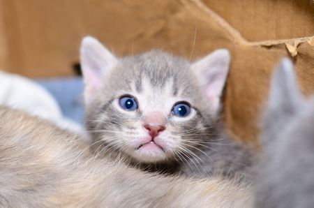Kitten in cardboard boxの写真素材