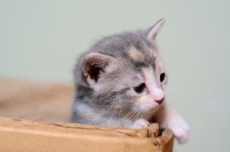 Kitten in cardboard boxの写真素材