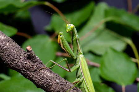 Mantis religiosa.の写真素材