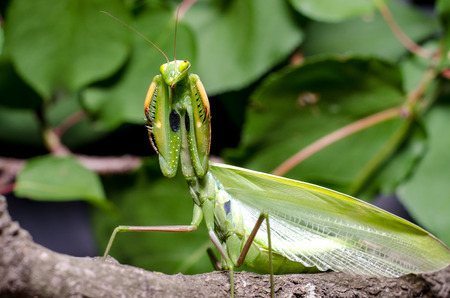 Mantis in Defensive Stance