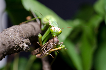 Mantis religiosa eating grasshopperの写真素材