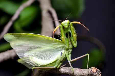 Mantis in Defensive Stanceの写真素材