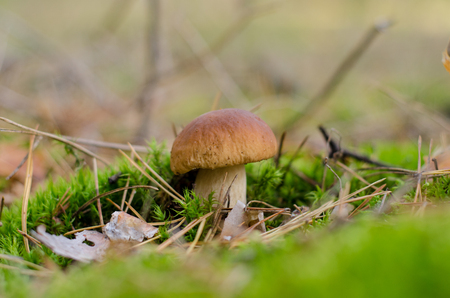Edible mushroomの写真素材