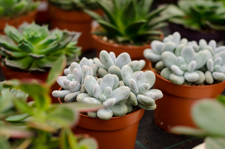 Cactus in shop-windowの写真素材