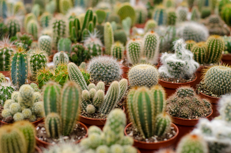 Cactus in shop-windowの写真素材