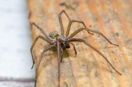 Big scary spiderの写真素材