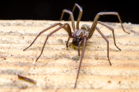 Big scary spider