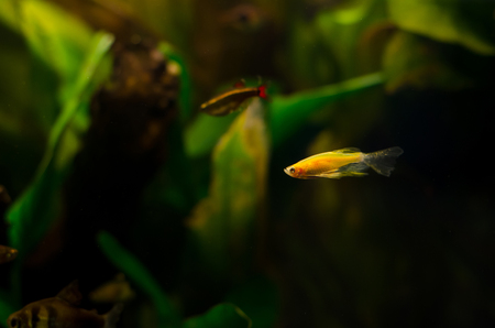 Danio fish in aquarium.
