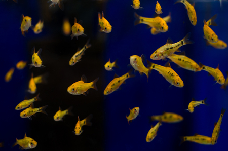 Golden barb fish in aquarium.の写真素材