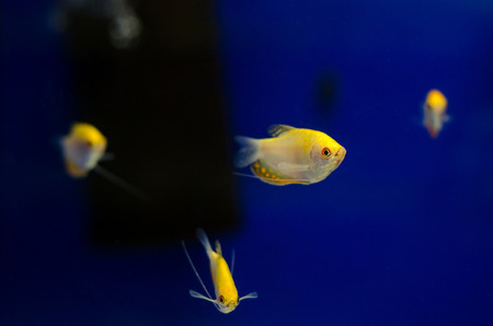Gold Gourami fish in aquarium.の写真素材