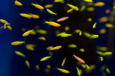 Danio fish in aquarium.の写真素材
