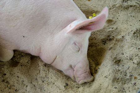 Pigs on the farmの写真素材