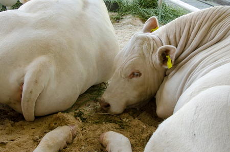 Beef cattle on the farmの写真素材