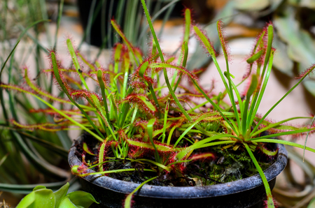 Drosera capensis, commonly known as the Cape sundew.の写真素材