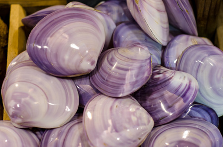Sea shells for sale.