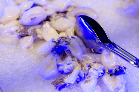 Fresh sepia on ice.の写真素材