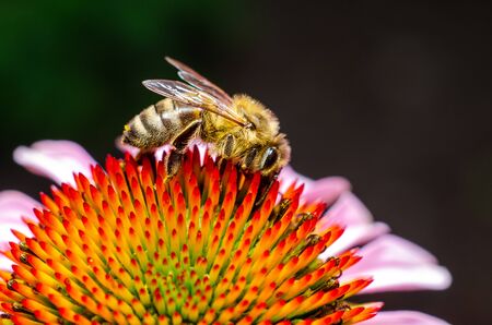 Honey Bee Collecting Honey From Flowerの写真素材