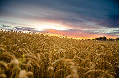 Wheat field. Ears of golden wheat close up. Beautiful Nature Sunrise Landscape.