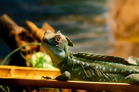 The common basilisk (Basiliscus basiliscus) is a species of lizard in the family Corytophanidae.の写真素材