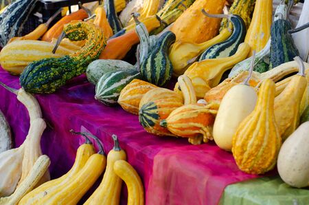 Decorative colorful mini pumpkins for saleの写真素材