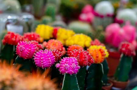 Close-up of gymnocalycium cactus in counter