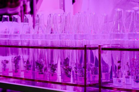 Growing Plants in Test Tubes.
