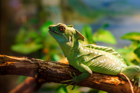 The common basilisk (Basiliscus basiliscus) is a species of lizard in the family Corytophanidae.の写真素材