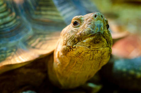 Close-up of African spurred tortoise.