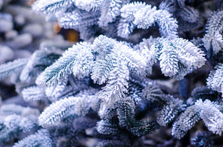 Close-up of Ñhristmas tree with snowの写真素材