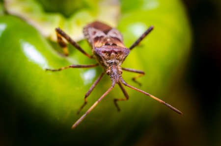 The western conifer seed bug (Leptoglossus occidentalis)