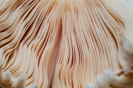 Close-up of mushroom gills. Under the mushroom cap.の写真素材